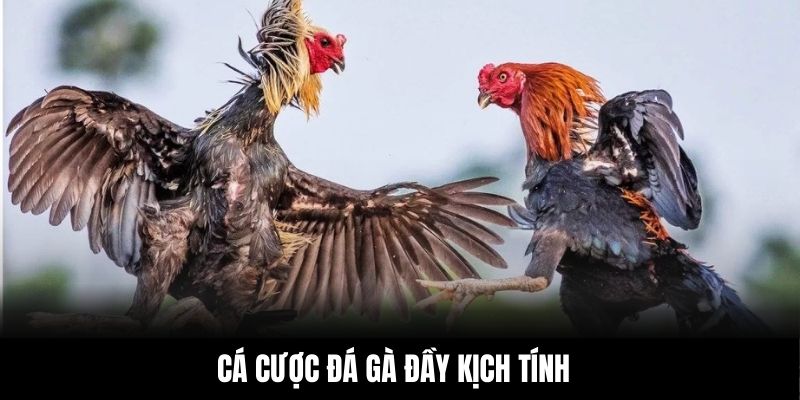 Cá cược đá gà đầy kịch tính tại 789BET